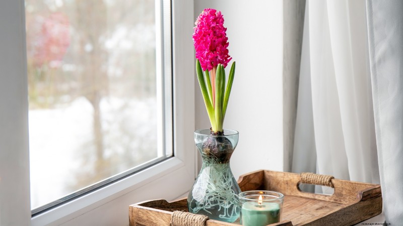 Extend the Life of Cut Hyacinths: Expert Tips & Tricks