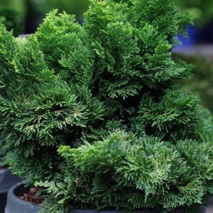 Expert Spring Container Garden Combinations: 7 Pro Designs