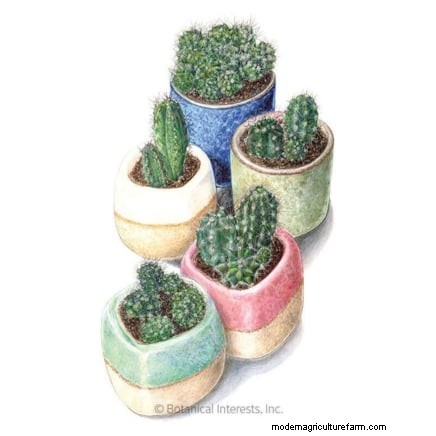 Expert Spring Container Garden Combinations: 7 Pro Designs