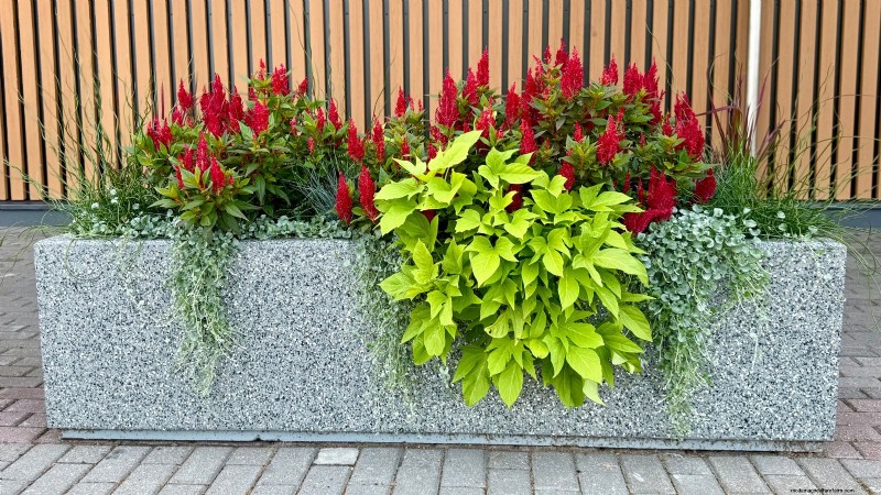 Expert Spring Container Garden Combinations: 7 Pro Designs