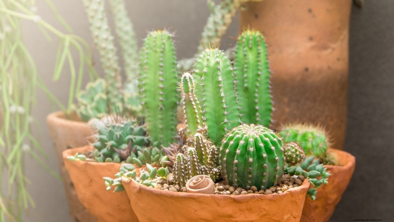 Expert Spring Container Garden Combinations: 7 Pro Designs