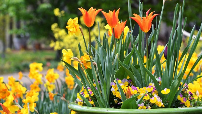 Expert Spring Container Garden Combinations: 7 Pro Designs