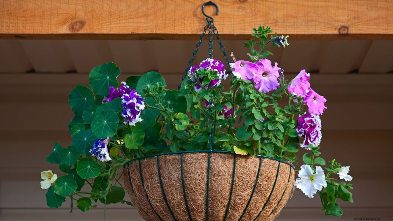 Expert Spring Container Garden Combinations: 7 Pro Designs