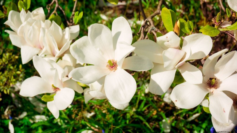 Compact Magnolia Varieties for Small Gardens | [Your Brand/Website Name]