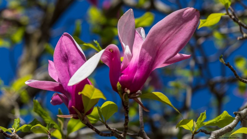 Compact Magnolia Varieties for Small Gardens | [Your Brand/Website Name]