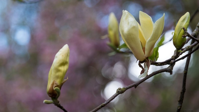 Compact Magnolia Varieties for Small Gardens | [Your Brand/Website Name]