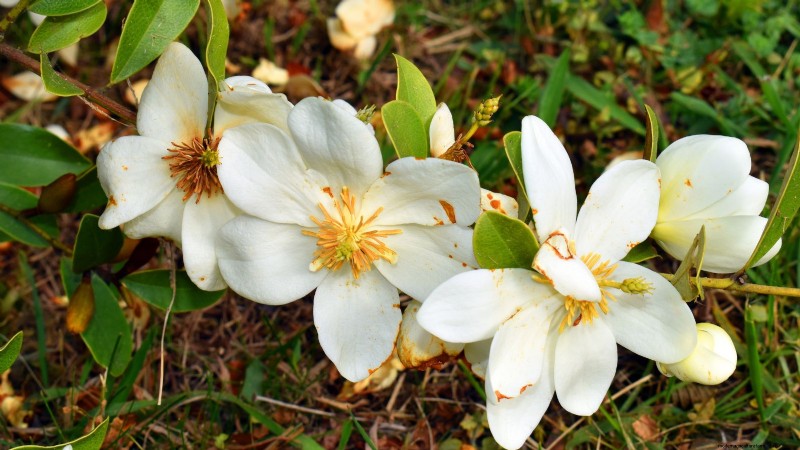 Compact Magnolia Varieties for Small Gardens | [Your Brand/Website Name]
