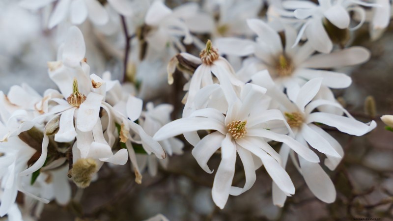 Compact Magnolia Varieties for Small Gardens | [Your Brand/Website Name]