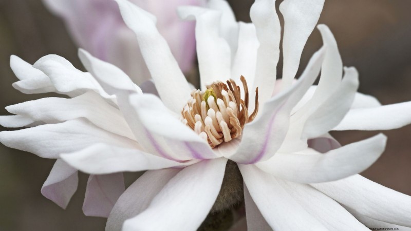 Compact Magnolia Varieties for Small Gardens | [Your Brand/Website Name]