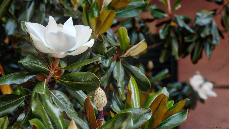 Compact Magnolia Varieties for Small Gardens | [Your Brand/Website Name]