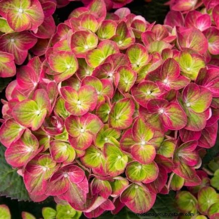 Shady Cottage Gardens: A Step-by-Step Guide to Growing in Shade