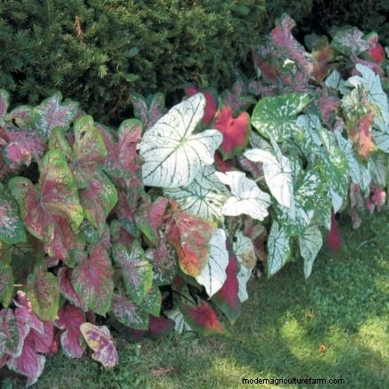 Shady Cottage Gardens: A Step-by-Step Guide to Growing in Shade