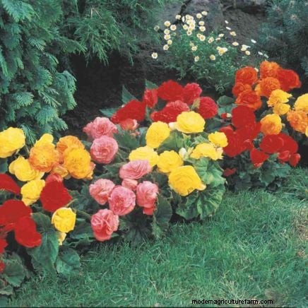 Shady Cottage Gardens: A Step-by-Step Guide to Growing in Shade