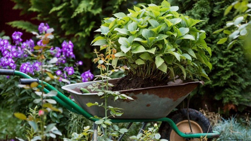 Shady Cottage Gardens: A Step-by-Step Guide to Growing in Shade