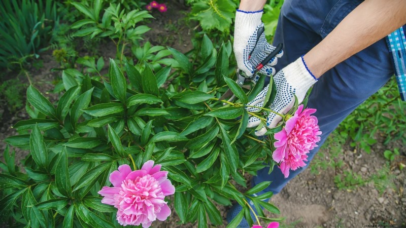 Shady Cottage Gardens: A Step-by-Step Guide to Growing in Shade