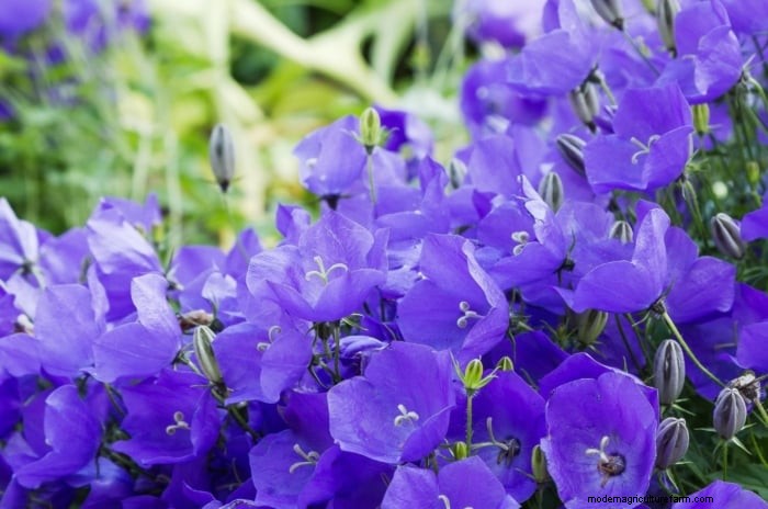 Shady Cottage Gardens: A Step-by-Step Guide to Growing in Shade