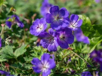 Shady Cottage Gardens: A Step-by-Step Guide to Growing in Shade