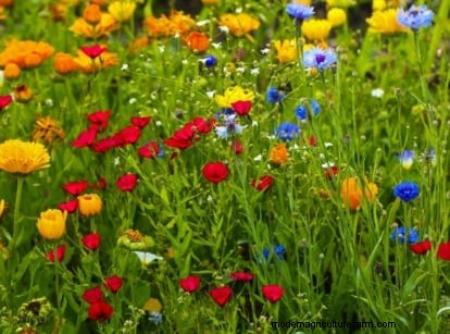 Shady Cottage Gardens: A Step-by-Step Guide to Growing in Shade