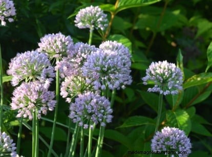 Shady Cottage Gardens: A Step-by-Step Guide to Growing in Shade