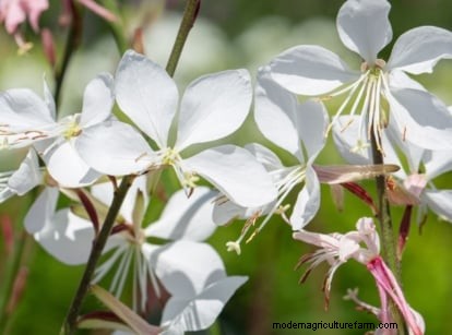 Shady Cottage Gardens: A Step-by-Step Guide to Growing in Shade