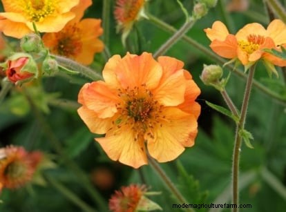 Shady Cottage Gardens: A Step-by-Step Guide to Growing in Shade