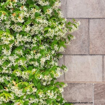 Non-Destructive Vines: 7 Beautiful Climbers for Your Home
