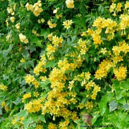 Non-Destructive Vines: 7 Beautiful Climbers for Your Home