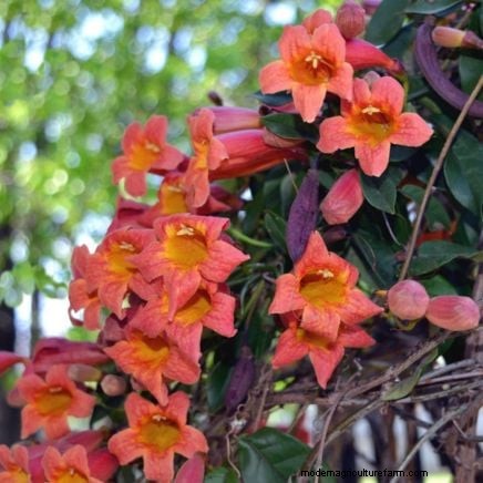 Non-Destructive Vines: 7 Beautiful Climbers for Your Home