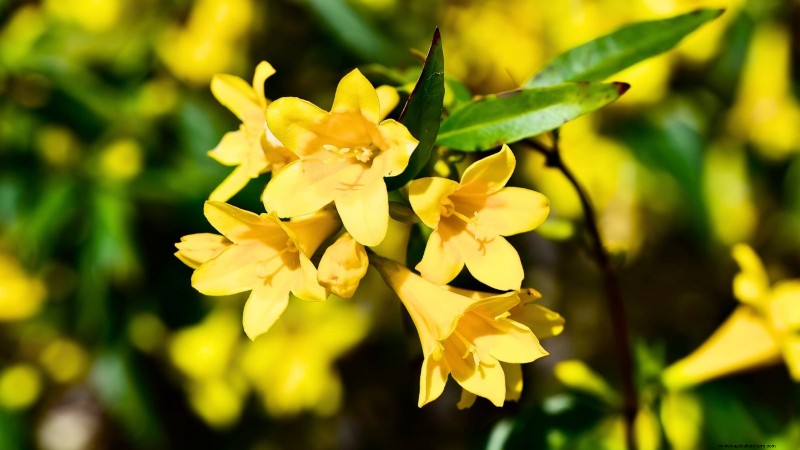 Non-Destructive Vines: 7 Beautiful Climbers for Your Home
