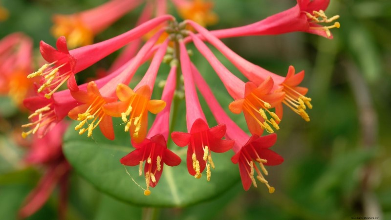 Non-Destructive Vines: 7 Beautiful Climbers for Your Home