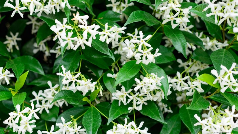 Non-Destructive Vines: 7 Beautiful Climbers for Your Home
