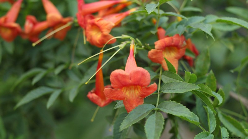 Non-Destructive Vines: 7 Beautiful Climbers for Your Home