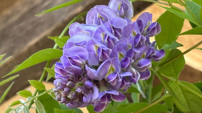 Non-Destructive Vines: 7 Beautiful Climbers for Your Home