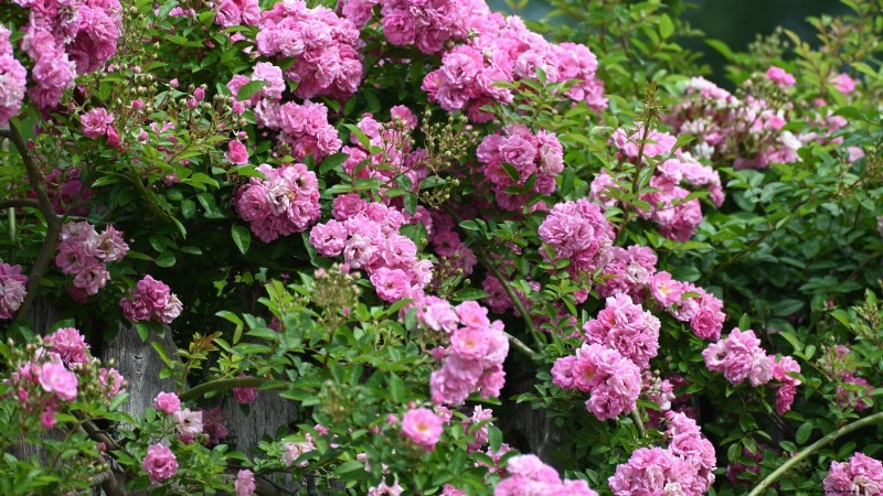 Non-Destructive Vines: 7 Beautiful Climbers for Your Home