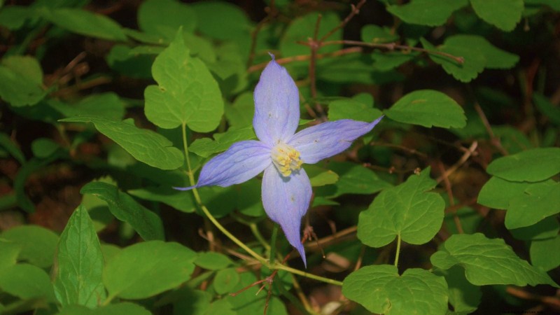 Non-Destructive Vines: 7 Beautiful Climbers for Your Home
