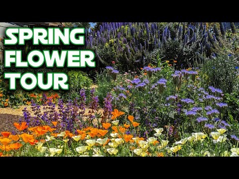 Best Shade-Tolerant Blue Flowers: A Gardener s Guide