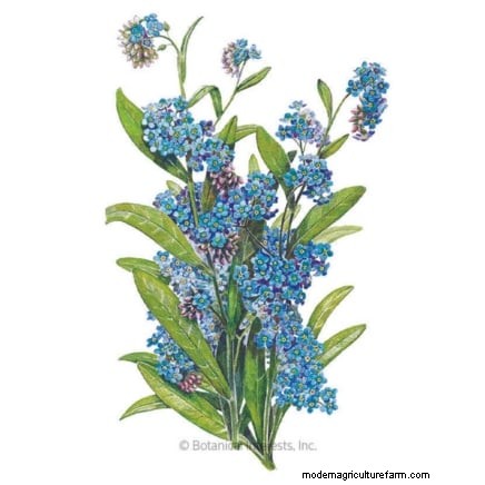 Best Shade-Tolerant Blue Flowers: A Gardener s Guide