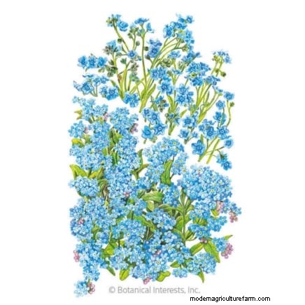 Best Shade-Tolerant Blue Flowers: A Gardener s Guide