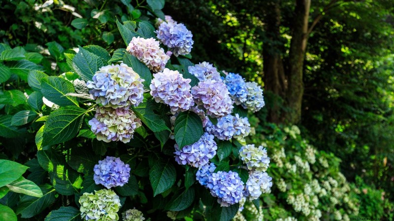 Best Shade-Tolerant Blue Flowers: A Gardener s Guide