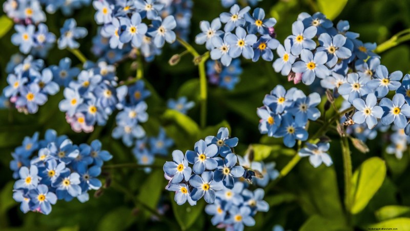 Best Shade-Tolerant Blue Flowers: A Gardener s Guide