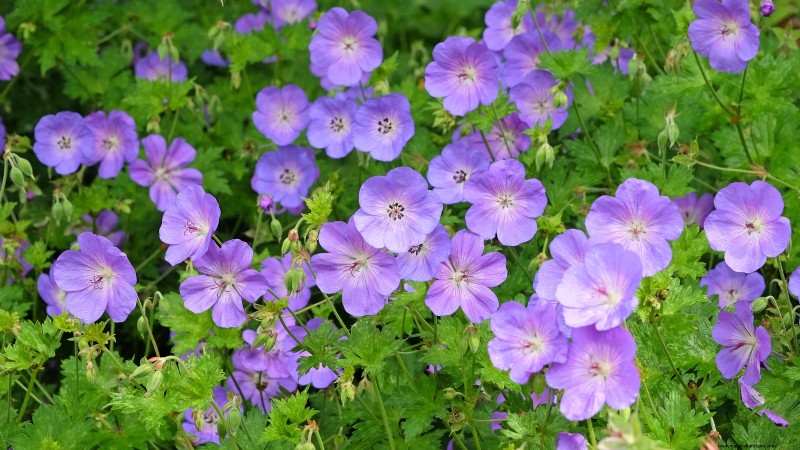 Best Shade-Tolerant Blue Flowers: A Gardener s Guide