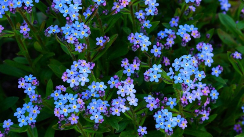 Best Shade-Tolerant Blue Flowers: A Gardener s Guide