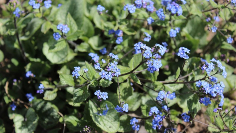 Best Shade-Tolerant Blue Flowers: A Gardener s Guide