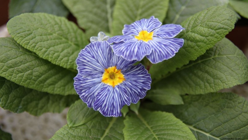 Best Shade-Tolerant Blue Flowers: A Gardener s Guide