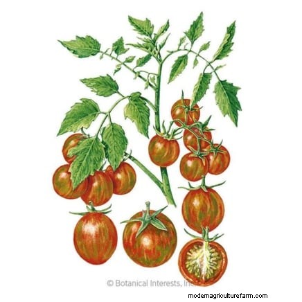 Chocolate Sprinkles Tomato: Planting, Growing & Care Guide