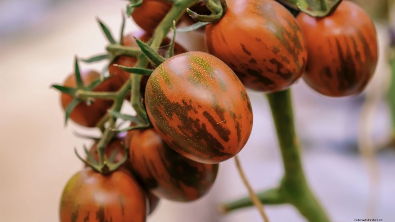 Chocolate Sprinkles Tomato: Planting, Growing & Care Guide