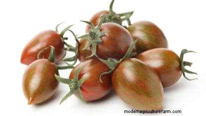 Chocolate Sprinkles Tomato: Planting, Growing & Care Guide