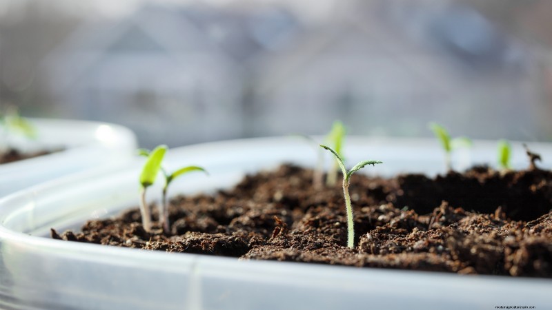 Chocolate Sprinkles Tomato: Planting, Growing & Care Guide