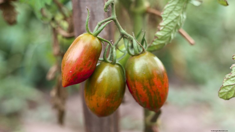 Chocolate Sprinkles Tomato: Planting, Growing & Care Guide