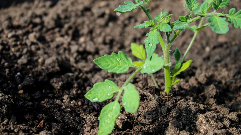 Chocolate Sprinkles Tomato: Planting, Growing & Care Guide